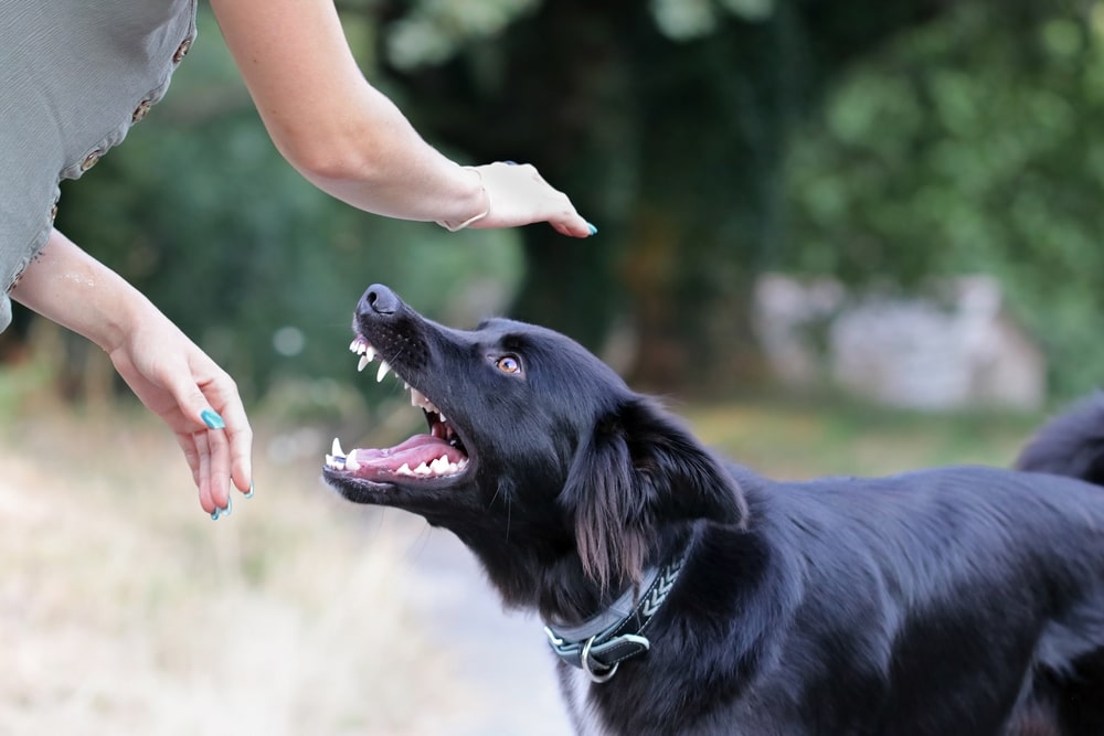Comment gérer un chien agressif ?